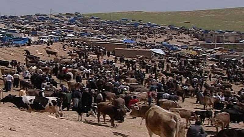 بزرگ‌ترین میدان دام غرب کشور در بوکان به علت شیوع احتمالی کرونا تعطیل شد