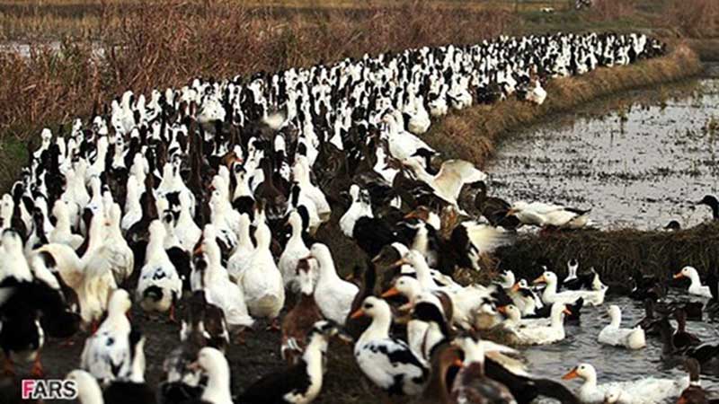 راهکار چین برای مخرب‌ترین آفت بخش کشاورزی/ اعزام صد هزار اردک برای مبارزه با ملخ‌های صحرایی