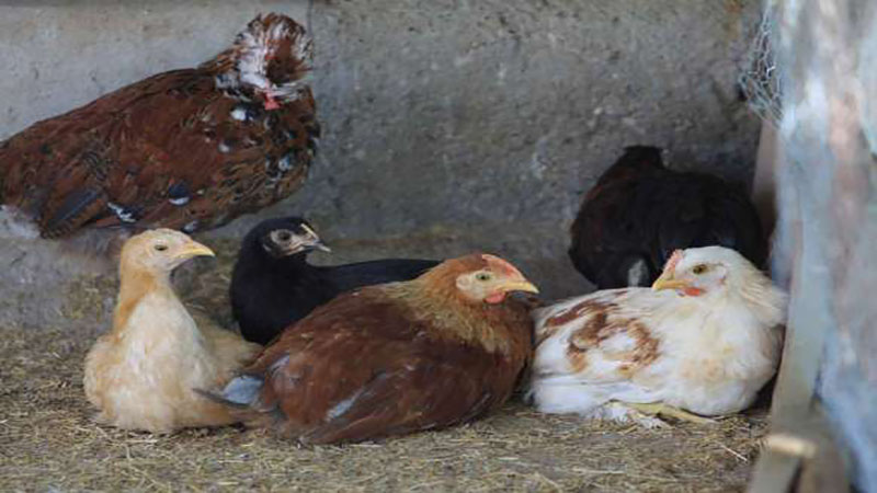 شناسایی یک کانون آنفلونزا فوق حاد پرندگان در کرمانشاه/ دفن بهداشتی ۱۰۴ قطعه مرغ