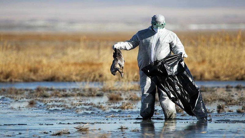  تلفات پرندگان مهاجر در خلیج گرگان تکرار می‌شود؟