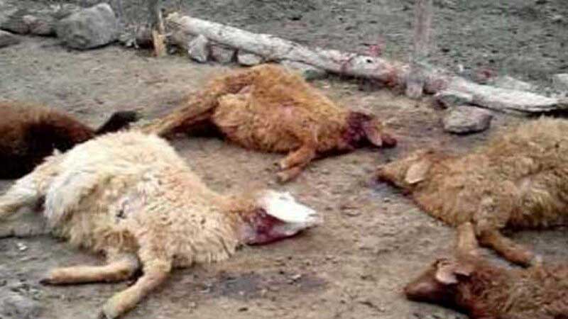 ۱۱۵ راس گوسفند در نی‌ریز تلف شدند