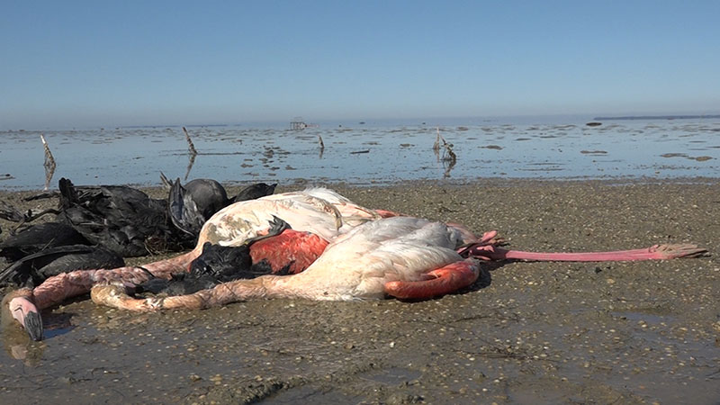 مرگ بیش از ۷ هزار قطعه پرنده زمستان‌گذران در گلستان/ احتمال « نیوکاسل» و « آنفلوآنزا» رد شد