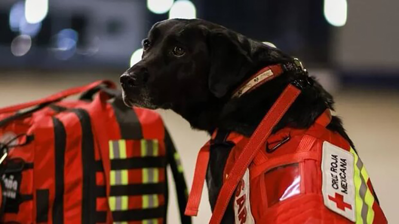 سگ آموزش دیده در ترکیه جان 12 زلزله زده را نجات داد