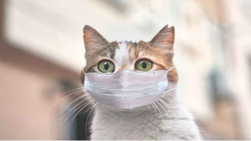 معاون سلامت اداره‌‌کل دامپزشکی استان اصفهان: ما نگران مباحث بهداشتی گربه‌ها هستیم و اکنون مواردی از ابتلا گربه‌ها به بیماری هاری گزارش شده