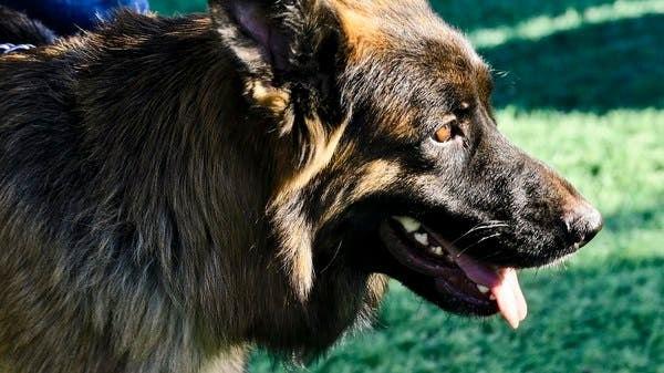اولین سگ کرونایی جهان/ آیا حیوانات به کرونا مبتلا می شوند؟ +عکس