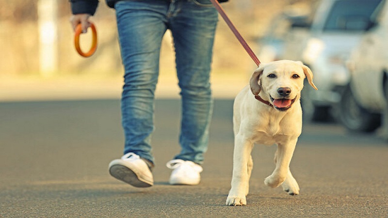 ۱۰ قانون کشورهای پیشرفته برای حضور حیوانات خانگی در فضای عمومی | از آزار صوتی بودن صدای ممتد سگ تا ممنوعیت ورود به اماکن