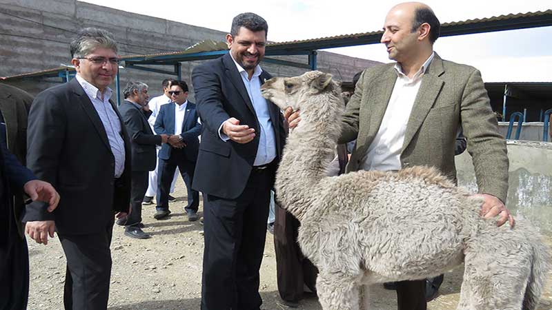 نظام دامپزشکی 