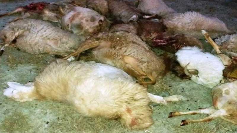 مسمومیت با اوره و تلفات 21 راس گوسفند و بز در یکی از دامداری های شهرستان گرمه 