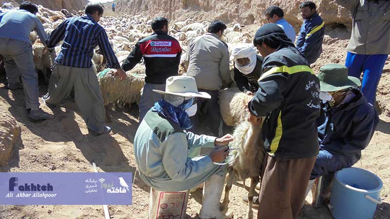 فراوانی تب مالت در ۱۵ روستای شهرستان بهار به علت همکاری کمتر دامداران با دامپزشکی