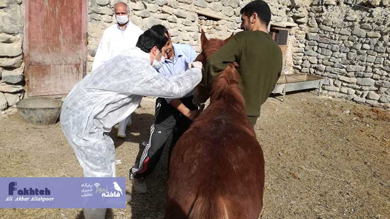 ویزیت و درمان رایگان دام توسط دامپزشکان برای اولین بار در درگز در قالب اردوی جهادی