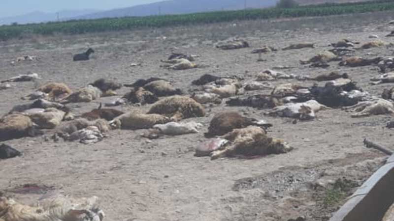 مرگ مشکوک ۱۸۰ راس گوسفند در خراسان شمالی 