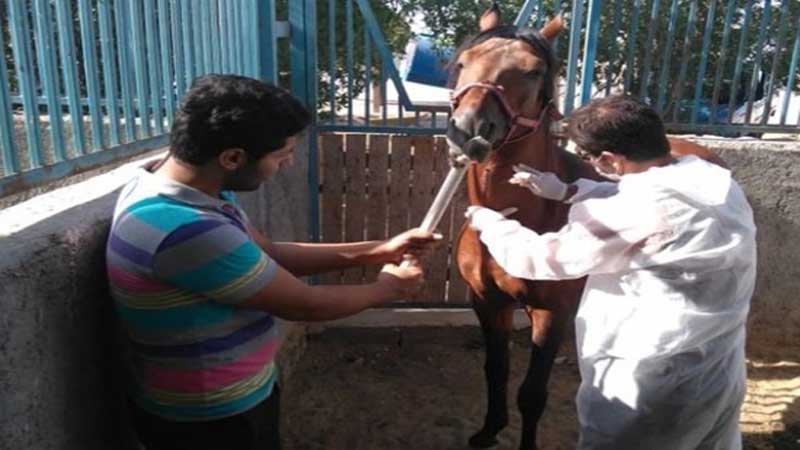 پایش سرمی بیماری مشمشه اسب های باشگاه نیروی زمینی در شهرستان شمیرانات
