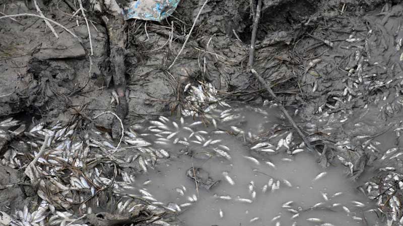 مرگ هزاران قطعه بچه ماهی در یاسوج 