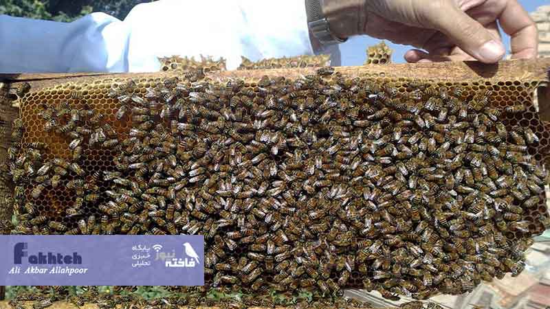 طرح استانداردسازی عسل در استان اردبیل اجرایی نشد 