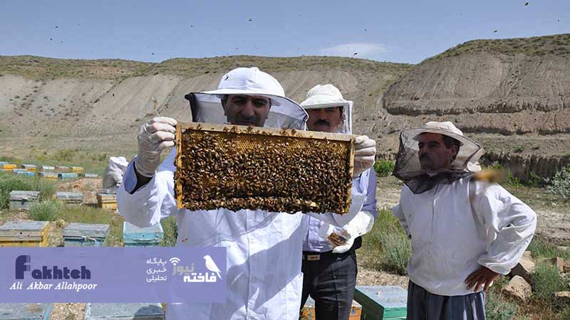 ۱۰ هزار کندوی زنبورعسل همدان دچار تلفات شد