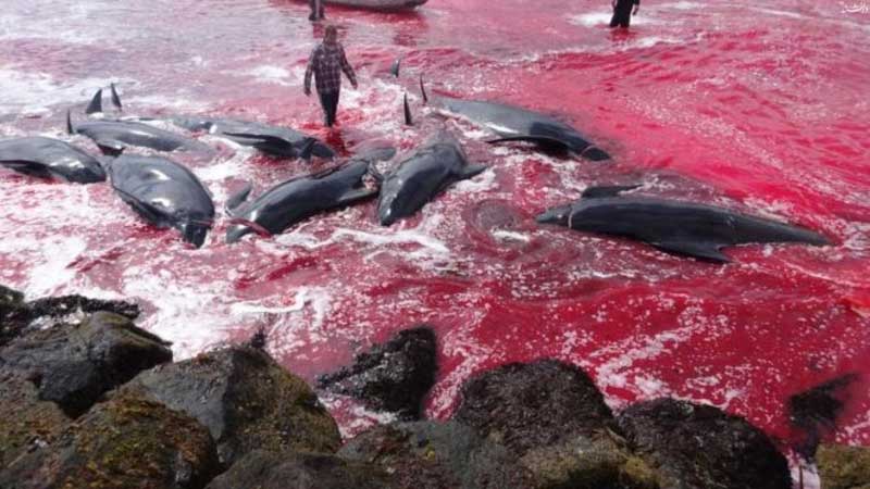 خشم عمومی به دنبال کشتار صدها دلفینِ جزایر 