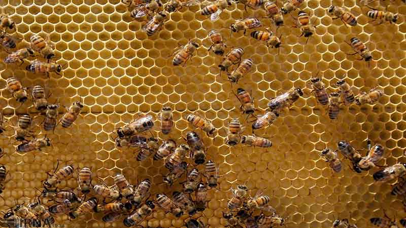مدیرعامل اتحادیه سراسری زنبورداران ایران: به استناد گزارش سازمان دامپزشکی کشور طغیان بیماری «نوزما» اصلی‌ترین علت مرگ زنبورعسل‌ها بوده