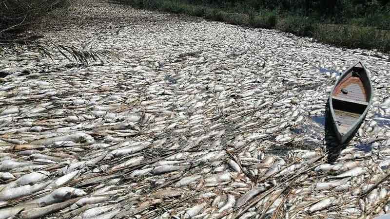 مرگ جمعی ماهیان رودخانه فرات عراق