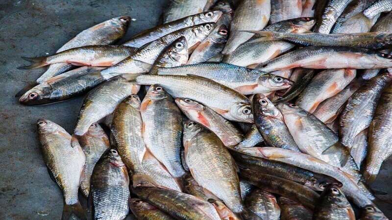 دادستان بردسیر: ۶ متهم مرگ ماهی‌های سد حلبی‌ساز تحت تعقیب قرار گرفتند