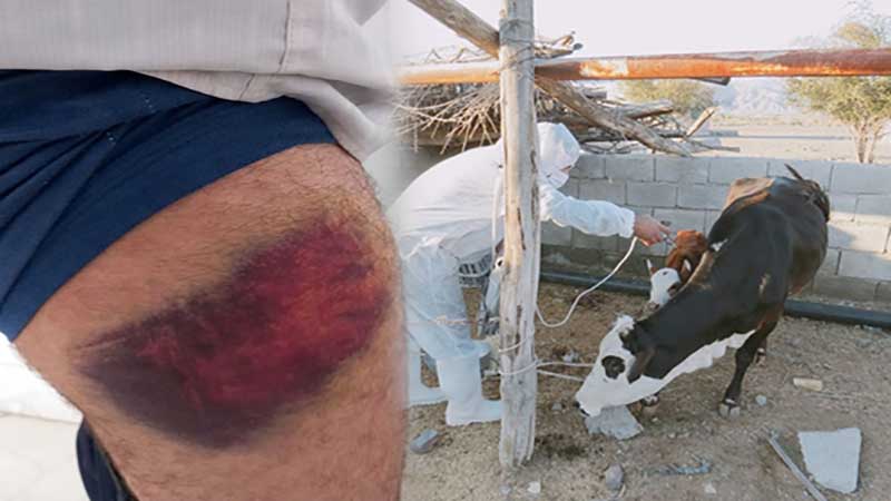 باز هم حادثه در دامپزشکی؛ مصدومیت همکار واکسیناتور شبکه دامپزشکی خلیل آباد بر اثر ضربه لگد گاو