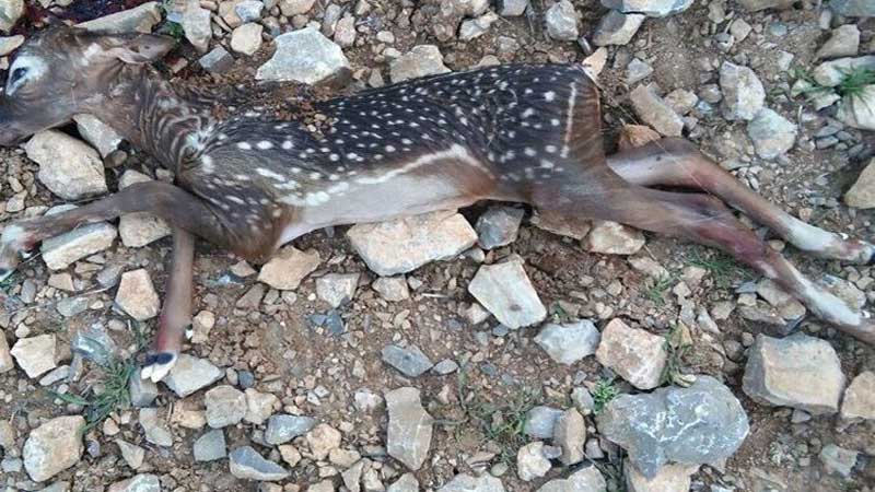 تلف شدن یک حیوان دیگر در دهکده طبیعت قزوین 
