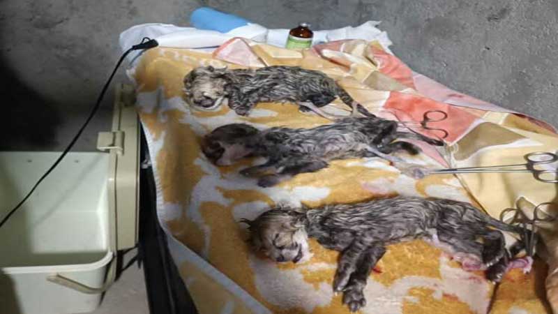 دامپزشک مستقر در منطقه توران: هر سه یوزپلنگ تازه متولد شده ماده هستند