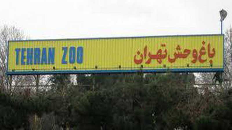 واکنش باغ وحش تهران به خبر گم شدن شامپانزه/افزایش زاد و ولد در باغ وحش طی ایام قرنطینه