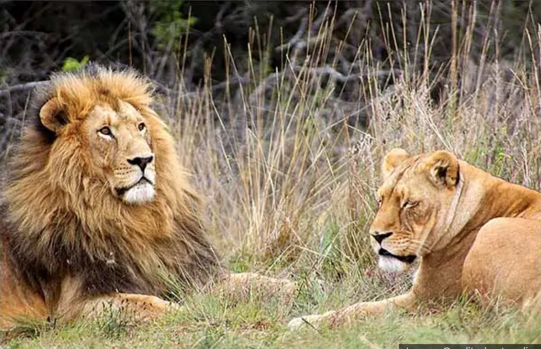 ۲ قلاده شیر فراری باغ وحش اراک زنده‌گیری شدند