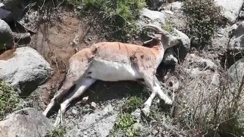 محیط‌ زیست احتمال گسترش طاعون نشخوارکنندگان کوچک در مازندران را مطرح کرد