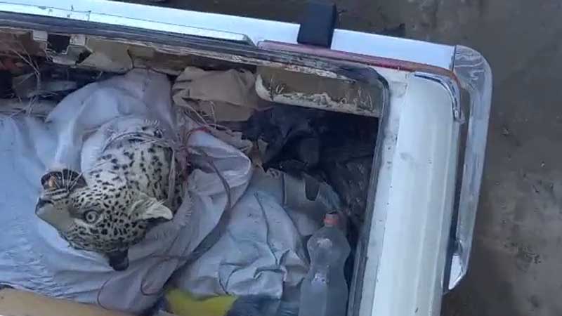 مهار یوزپلنگ ایرانی در ماهان 