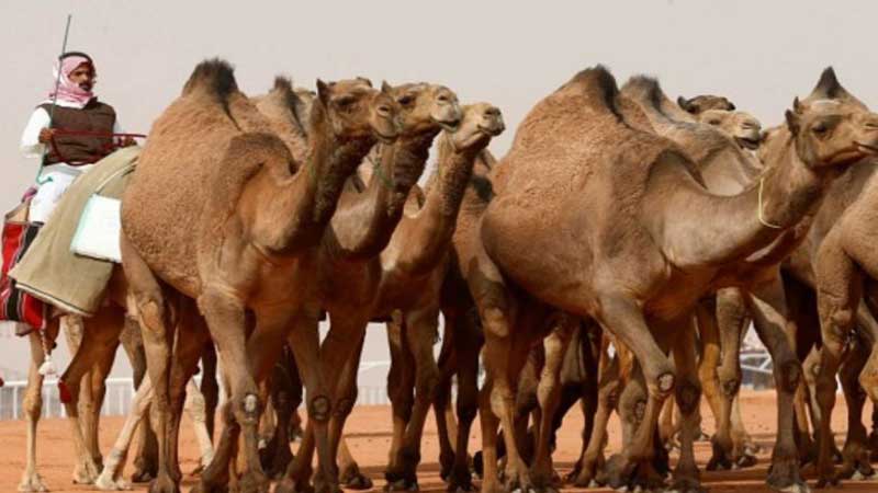 شترها هم در عربستان جراحی زیبایی انجام می‌دهند