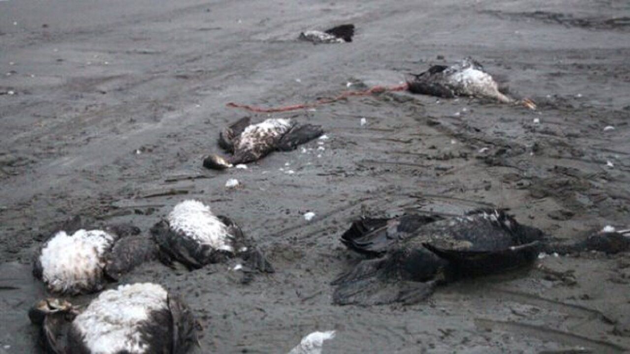  مرگ جمعی مرغان دریایی در ساحل بابلسر؛ هشدار شیوع آنفلوآنزای پرندگان