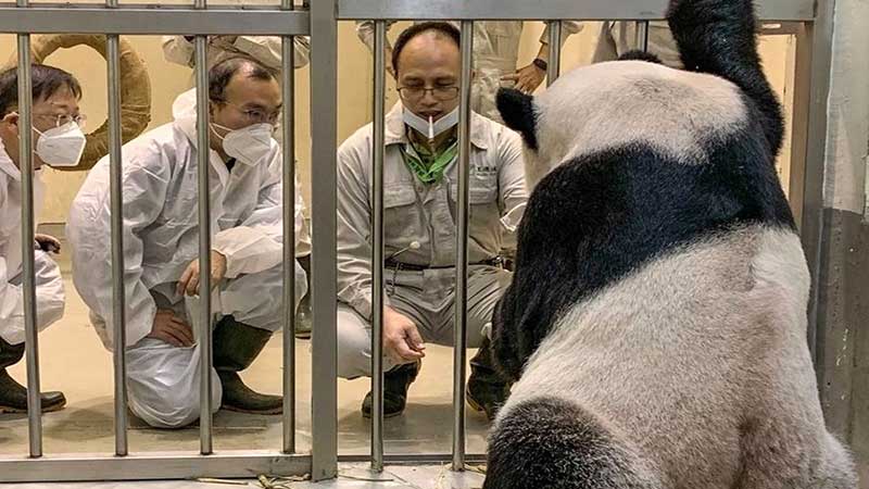 کمک دو دامپزشک تایوانی برای مداوای خرس پاندای مبتلا به تومور مغزی