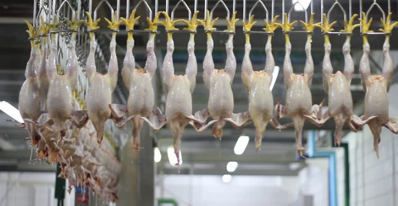 معاون سلامت دامپزشکی تهران: توزیع مرغ گرم با سر در پایتخت سهوی بود