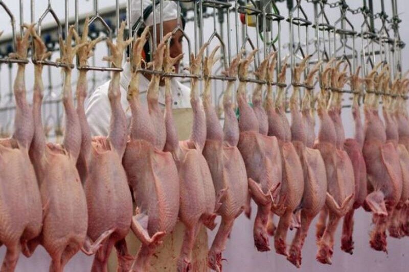 کشف و ضبط 1000 قطعه مرغ مبتلا به سپتی‌سمی پیش از ورود به بازار مصرف