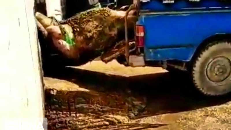 موضوع ذبح دام مُرده در کشتارگاه جهرم، تکذیب شد
