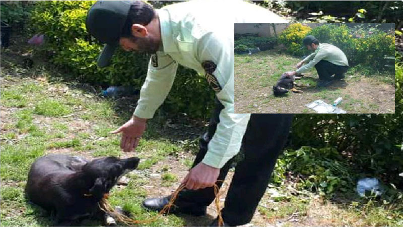 نجات یک قلاده سگ از مرگ حتمی توسط «پلیس مهربان» در آستانه‌اشرفیه