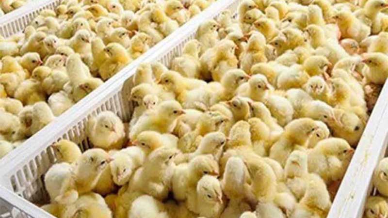 صادرات جوجه یک روزه و تخم مرغ نطفه دار آزاد شد+سند
