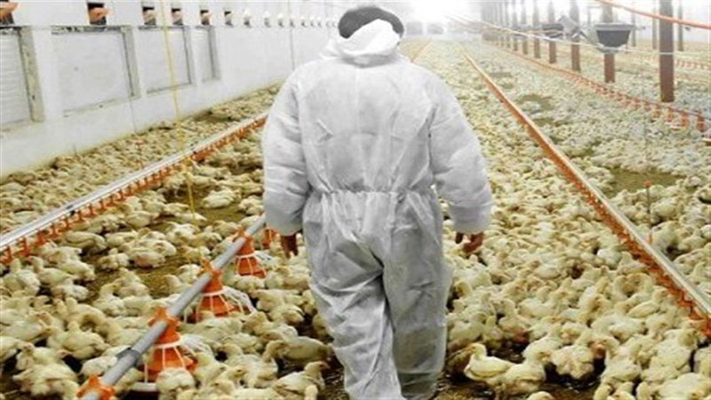 31واحد مرغداری در خوسف بعد از مهار بحران آنفلوانزای فوق حاد پرندگان در شهرستان جوجه ریزی نمودند