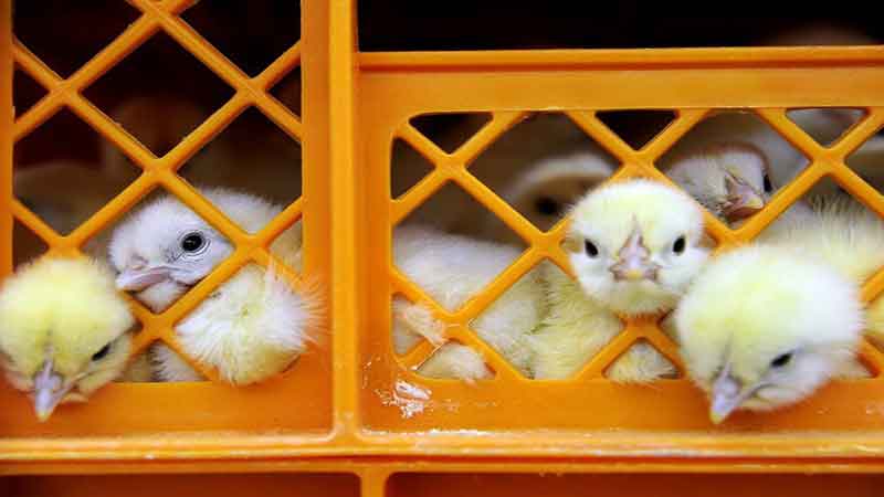 کویت واردات انواع پرندگان زنده از ایران و ۴ کشور دیگر را ممنوع کرد 