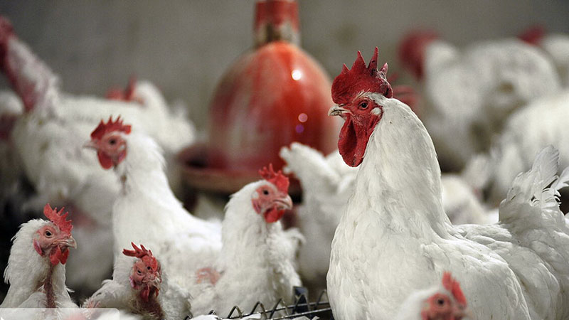 تحویل نهاده مدت دار به تولید کنندگان/صادرات مرغ آزاد شد 