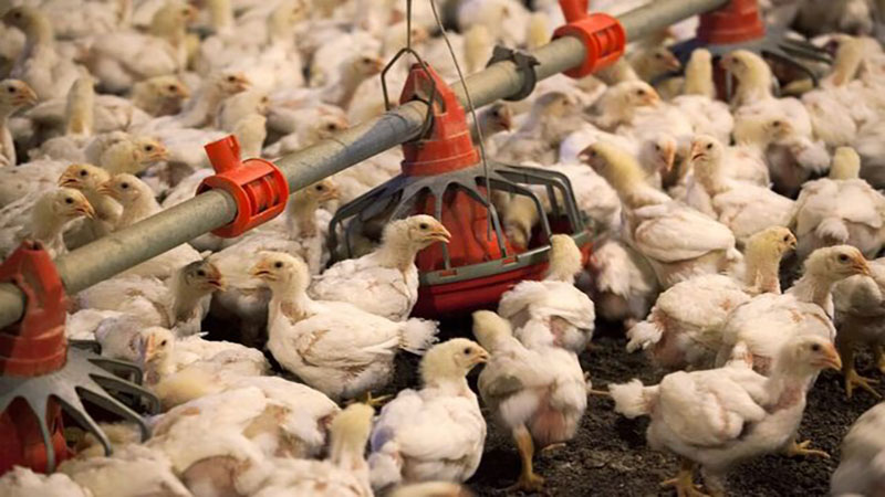 ۲ میلیون قطعه مرغ در آمریکا معدوم می‌شود