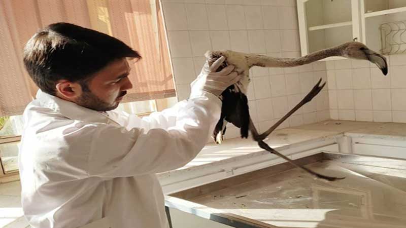درمان یک قطعه فلامینگو در کلینیک شبکه دامپزشکی نهبندان