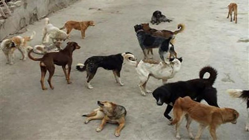 رئیس شبکه دامپزشکی: فروش‌گوشت سگ در شهربابک صحت ندارد