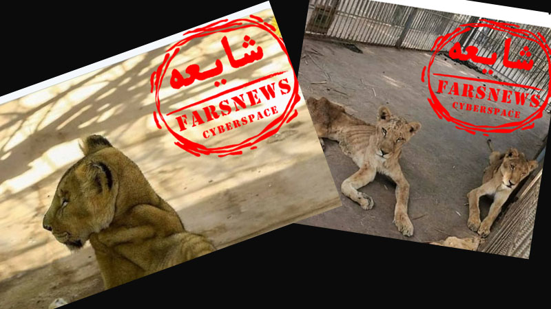 شایعه‌پراکنان شیرها را از سودان به مشهد آوردند